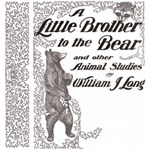 Little Brother to the Bear